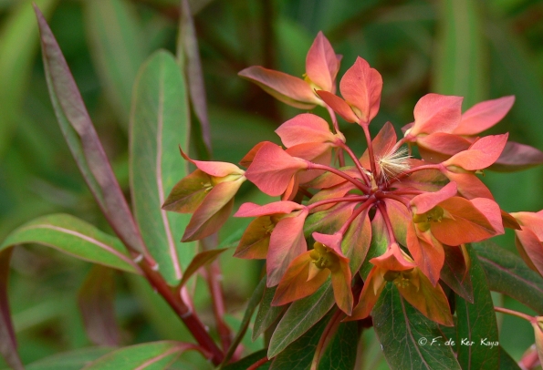 Bois des Moutiers (93) Mai 2012